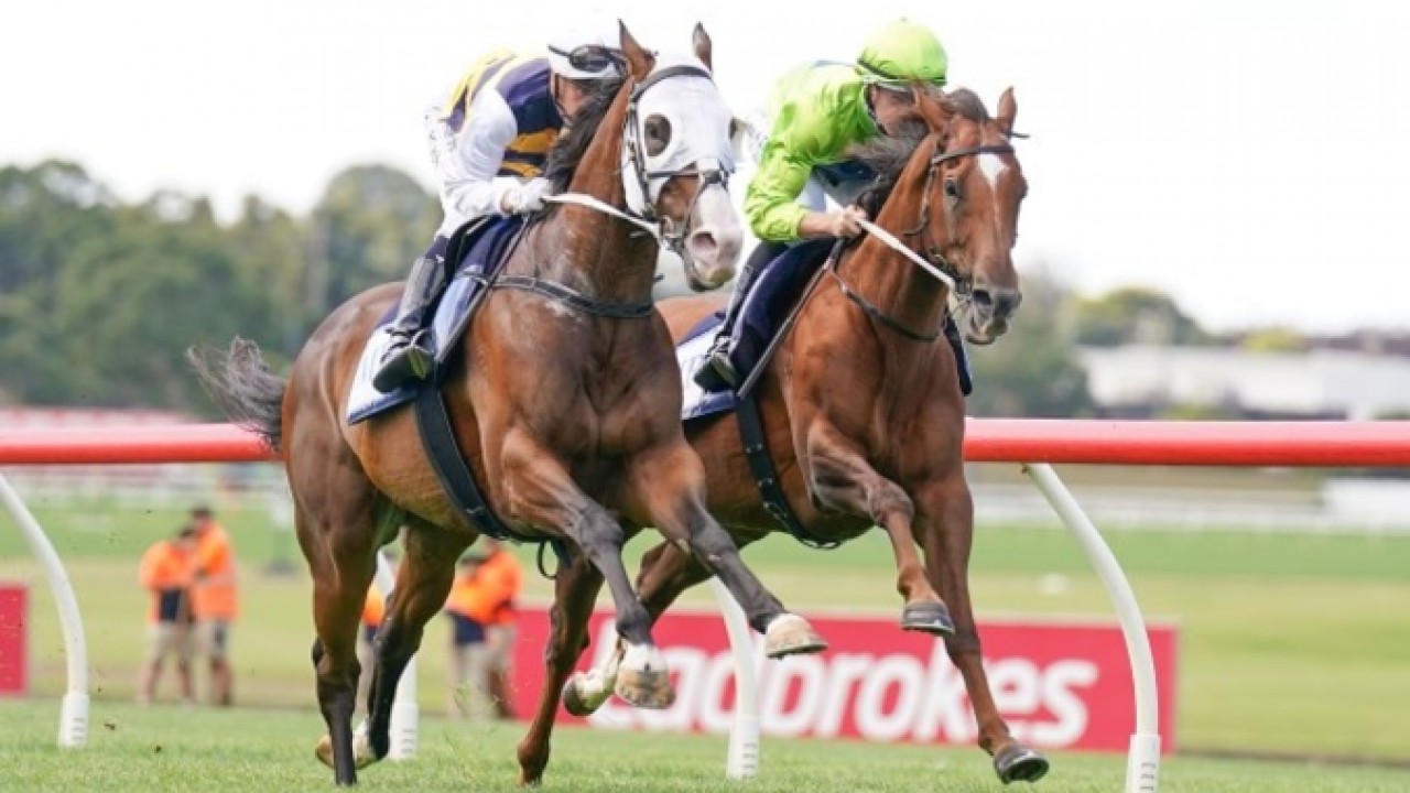 Thunderstruck gallop pleases Price Image 1